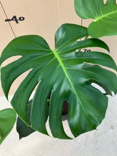 観葉植物 デリシオーサ モンステラ」の人気商品一覧 | 安い商品を通販