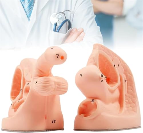 HEQIM Catheterization Model Internal and External genital Anatomical Model, Male and Female Urinary Catheter Anatomical Model Set, urethral Catheter Mold Education