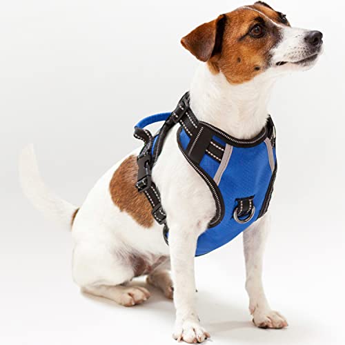 Top 10 Leash For Jack Russell of 2022 Katynel
