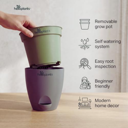 Image of Zamia Green ZZ Plant Zamioculcas Zamiifolia Indoor Live Plant Air-Purifying Decor for Office and Home in a 4-Inch Self-Watering Matte Grey Pot