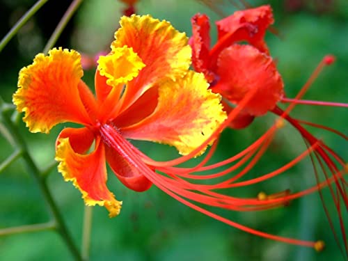 Red Bird of Paradise Flower Seeds for Planting - 10