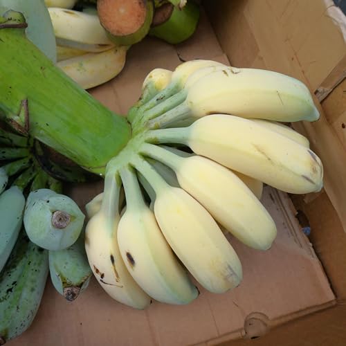 バナナ 島バナナ」の人気商品一覧 | 安い商品を通販サイトから探す