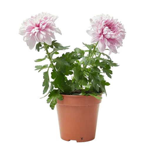 Verdecora Crisantemo Zembla en maceta de Ø12cm | Chrysanthemum Zembla | Planta Natural de Exterior con Floración Abundante | Ideal para Jardines y Terrazas | Color variado dependerá de disponibilidad