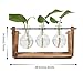 Hyindoor Florero de Vidrio para Planta Hidropónica Florero de Bulbos de 3...