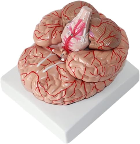 Modèle d'anatomie du cerveau humain pour enseignement médical détaillé