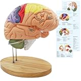 Human Brain Model Anatomy 2X Volume