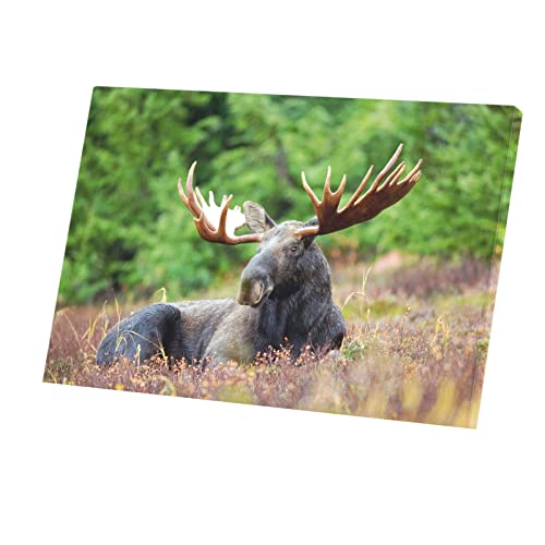 Tableau élan prairie pour chasser le stress quotidien grâce à une décoration murale apaisante
