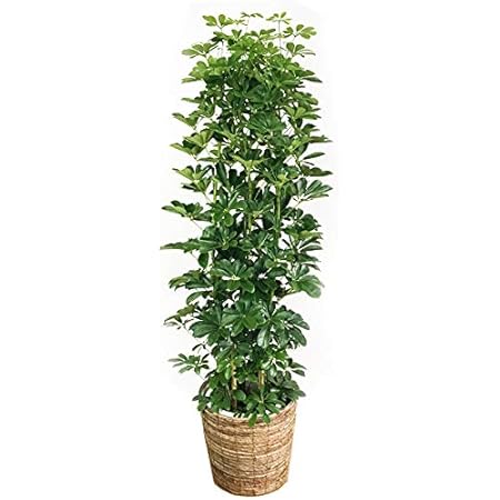 Amazon シェフレラ 10号 ホンコンカポック 鉢カバー付 観葉植物 インテリア 大型 オシャレ大きい 尺鉢 大サイズ 本物 バナナリーフ鉢カバー 観葉植物 オンライン通販