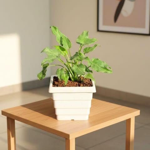 Best Nursery Xanadu Green in 4 Inch Plant White Marble Premium Orchid Square Plastic Pot-image-11