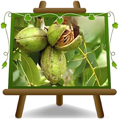 Nogal Nogal Pecan Cape Fear – Plantas frutales antiguas en maceta...