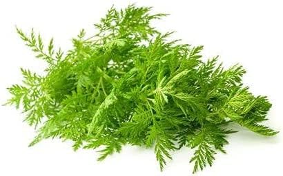 Einjähriger Beifuß Artemisia annua Qing Hao 100 Samen Graines Sementes Semi Seed