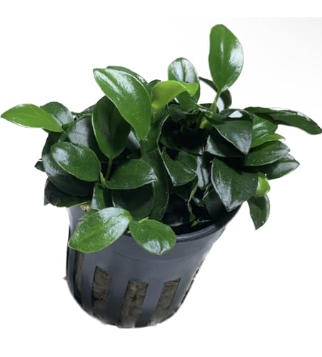 Marcus Fish Tanks Anubias Nana Petite Live Aquarium Plants Potted Freshwater Auatic Plant Buy 2 Get 1 Extra thumb #1