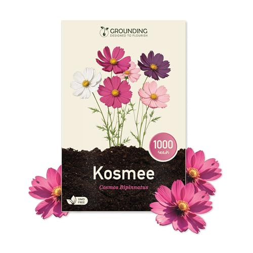 Grounding - Kosmee Samen Mix Weiß Rosa & Fuchsia 1000 Samen Höhe 80120 cm. Cosmos bipinnatus ideal für Beete und Schnittblumen Einfache Aussaat lange Blüte Europäische Qualität
