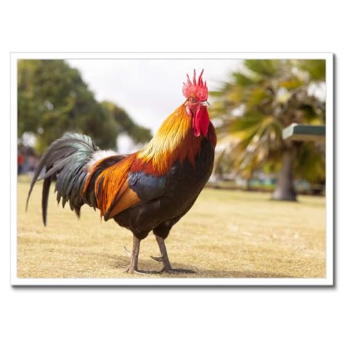 Poster coq de qualite superieure decoration murale encadree 70x50 cm