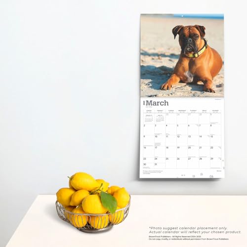 Boxers International Edition | 2025 12 x 24 Inch Monthly Square Wall Calendar | Plastic-Free | BrownTrout | Animals Dog Breeds - Image 3
