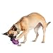 PetSafe Twist 'n Treat Dog Toy, Use with Food or Treats