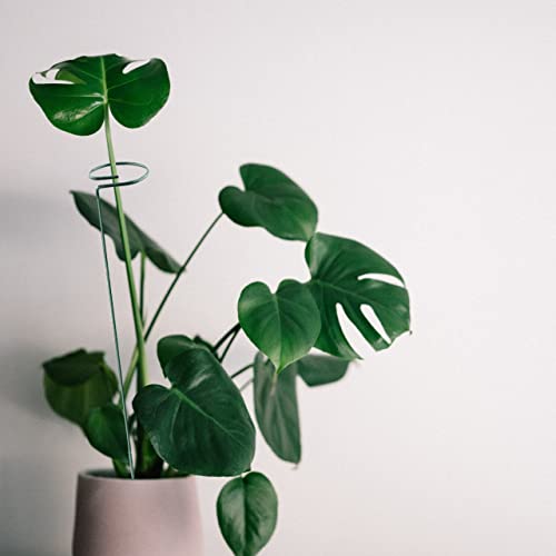 18" Tall - 5 Stakes | Plant Stake Support, Garden Single Stem Support Stake Plant Rings, Single Stem Plant Support Stakes, Stakes For Flowers Amaryllis #TOP5