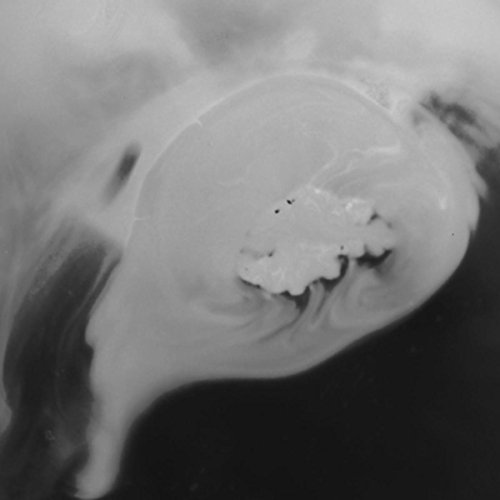 Cat and Soup The 15 best products compared Wild Explained