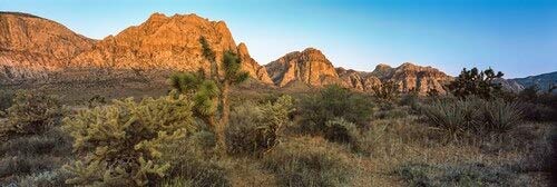 Posterazzi Joshua Trees in a Desert Red Rock Canyon Las Vegas Nevada USA Poster Print, (27 x 9), Varies