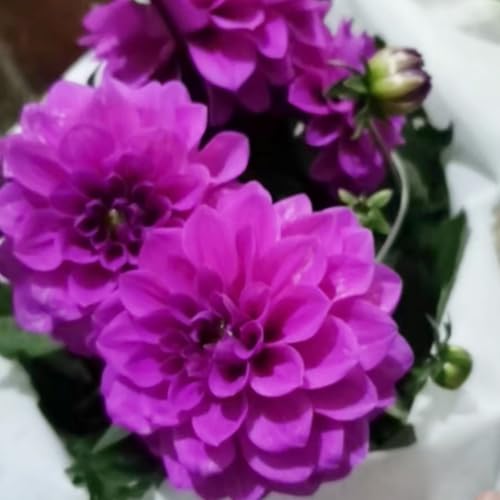 Dahlia Bulbs – Giant Flowers – Easy to Grow for Vibrant Summer & Fall Displays-2 Bulbs-A