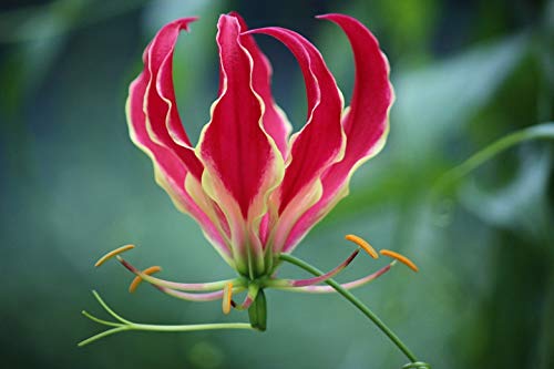 IMP. Gloriosa lily | Flame lily | Fire lily | Glory lily Flower Bulbs Home Outdoor Flowering Gardening Bulbs Blooming planting (Pack Of 2 Gloriosa Carsonii)