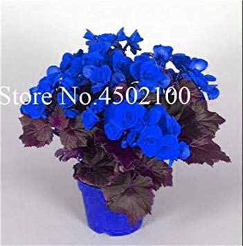 CUSHY 50 Pcs Colorful Begonia Bonsai, Mixed Color Bonsai Seedssseed Bcony Multi-Flap Decoration Home Mini Garden: 22