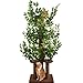 Kratzbaum mit Blättern – Stabiler & Platzsparender Katzenbaum – 4 kratzbare Ebenen & 3 Kratzsäulen – Klettern, Verstecken, Schlafen – Einfache Montage – Haustiersicherer & Langlebiger Cat Tree Natur