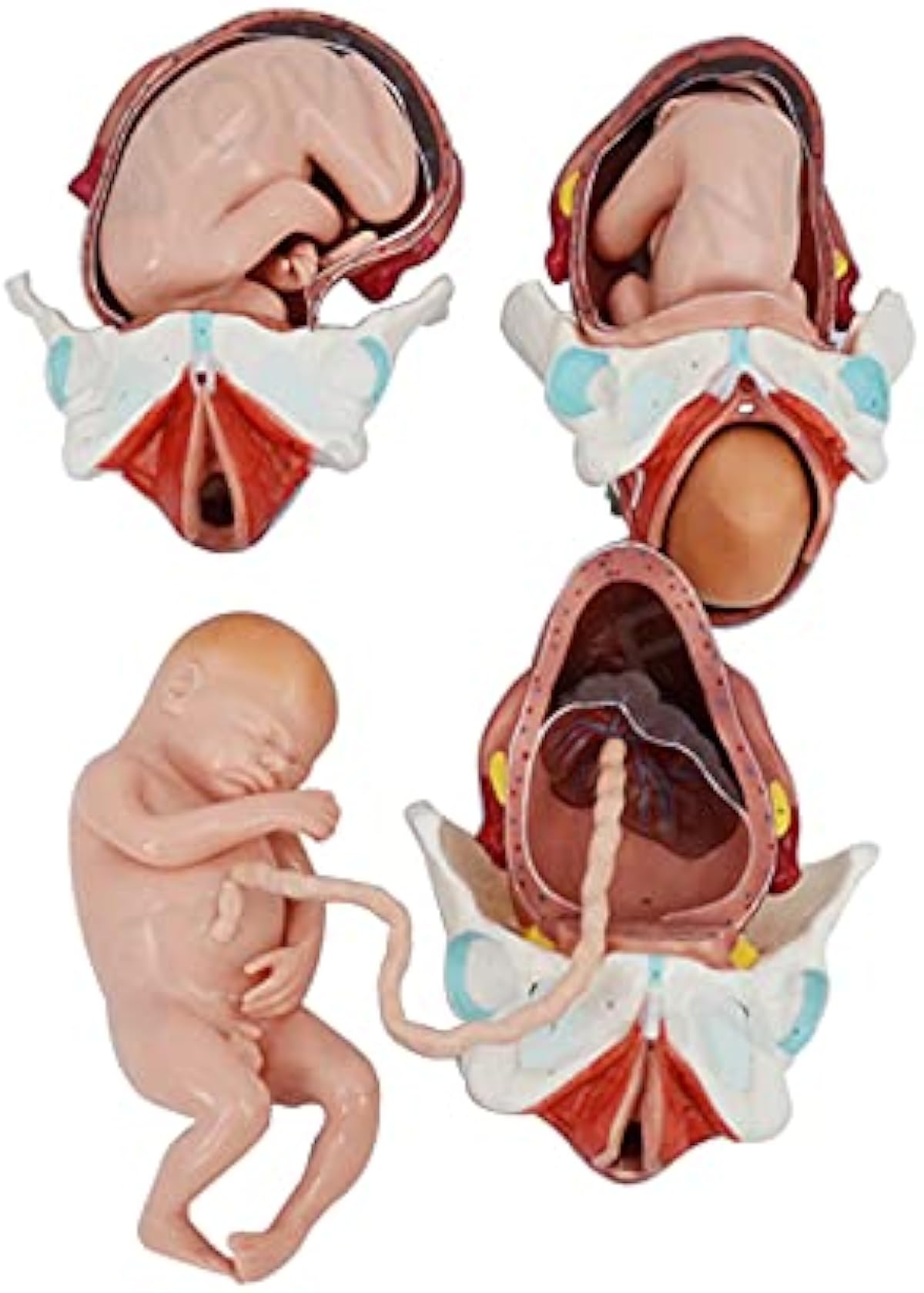 安心直販 胎児胎児送達プロセスモデル 人間解剖学的胚発生看護師医療成人教育 デモンストレーション 研究実験 産業 研究開発用品 セール 在庫限り Civilittee Hu Com
