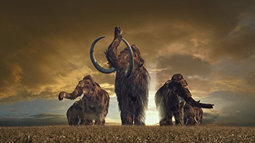 Terra X - Edition Vol. 8 Mammuts - Stars der