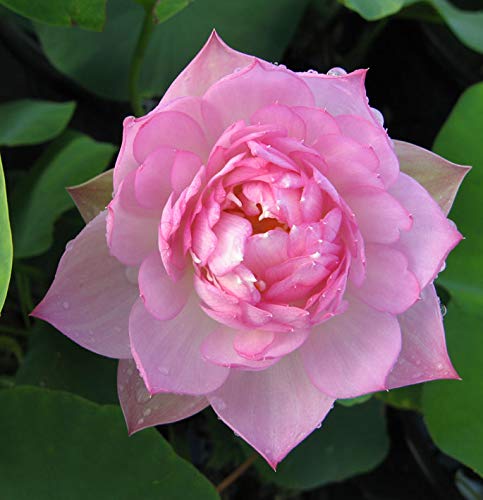See full amazon price history chart for Florona Aquatic plant Dwarf ‘Fairy Rose ’ Lotus Nelumbo nucifera Pink Color 15 Seeds Pack For Planting Florona Aquatic plant Dwarf ‘Fairy Rose ’ Lotus Nelumbo nucifera Pink Color 15 Seeds Pack For Planting (B09HM2D4YS) Amazon Price History, Amazon Price Tracker