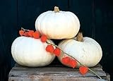 Snow White Valenciano Pumpkin 15 Seeds - Show or Eat!