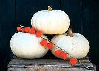 Snow White Valenciano Pumpkin 15 Seeds - Show or Eat!