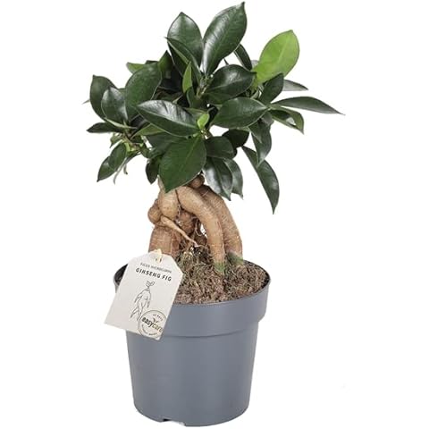 Terrarium Bonsai Ficus microcarpa Ginseng Plant Cover