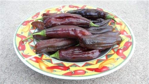 10 + Semillas de Aji Panca Capsicum chinense