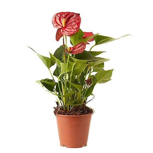 Verdecora Anthurium Rojo | Anturio | Planta natural de interior con flor en maceta de Ø12cm | Altura total aproximada 35-40cm