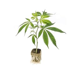 PIANTINA ORNAMENTALE DI CANNABIS SATIVA L. (VERA)