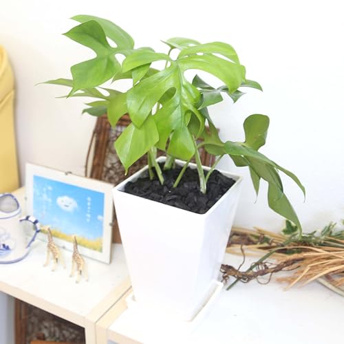 yu[~OXP[vz qXe 5 zCgXNGAvX`bN+Mt y̕\ʁF|Yb^TCY̊ϗtA (5/vX`bN/zCg/XNGA`/y̕\ʁF|Y)