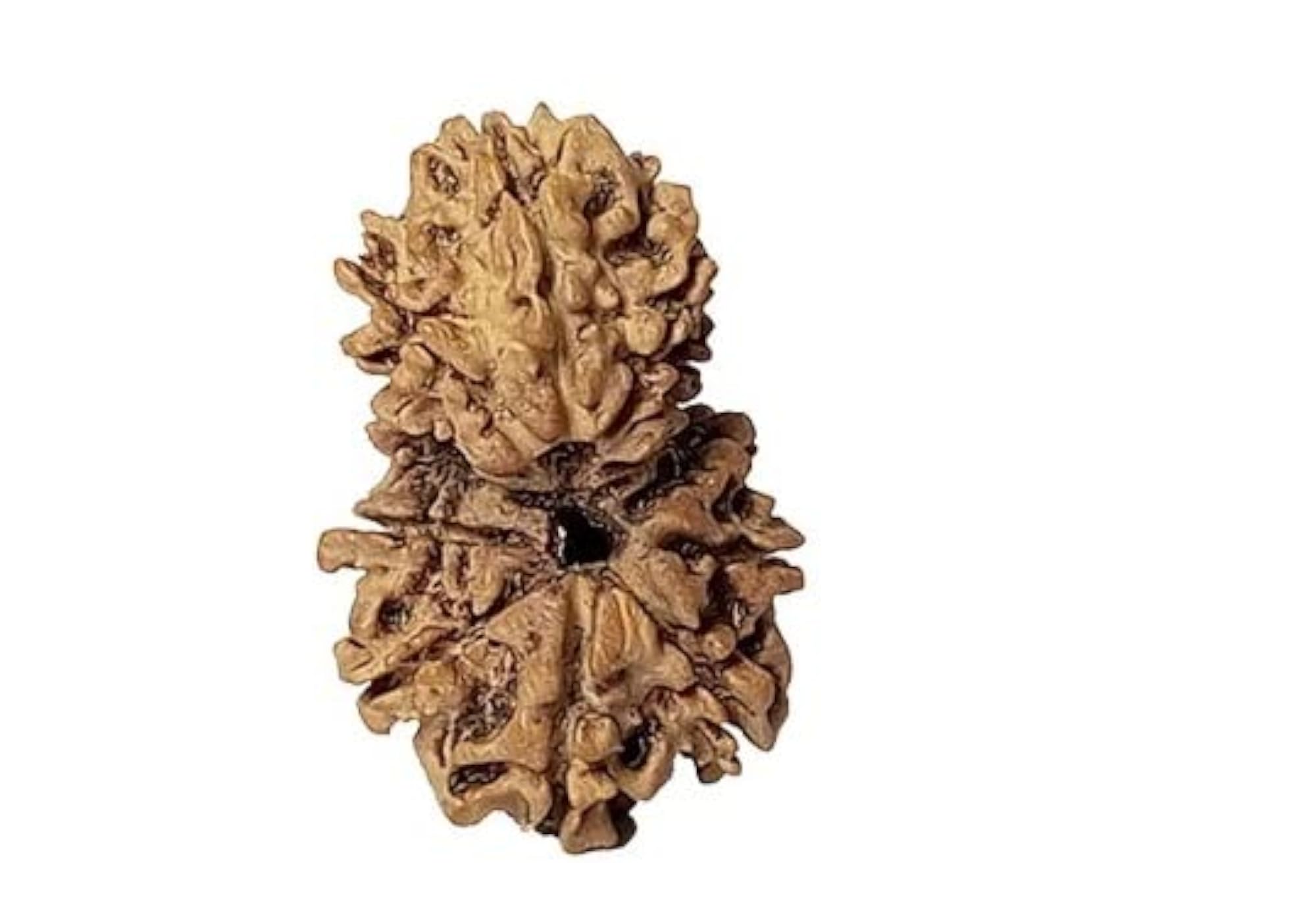 10 Mukhi Ganesh Gori Rudraksha Lab Certified Bead