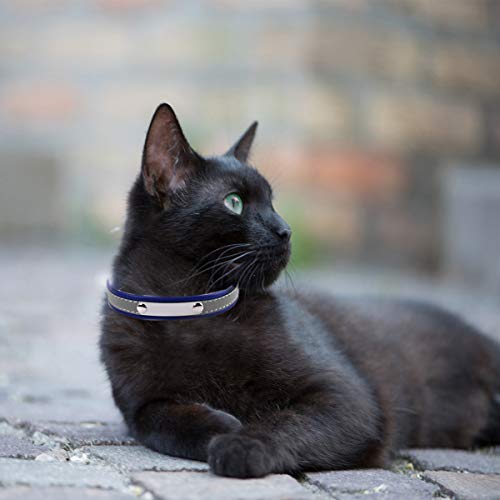 M Jjypet Personalized Dog/Cat Collars Engraved Pet Collar With Name Plated,Reflective,Colorful Customized Dog Collar With Id Tags For Puppy Small Medium Large Dog And Cats #TOP6