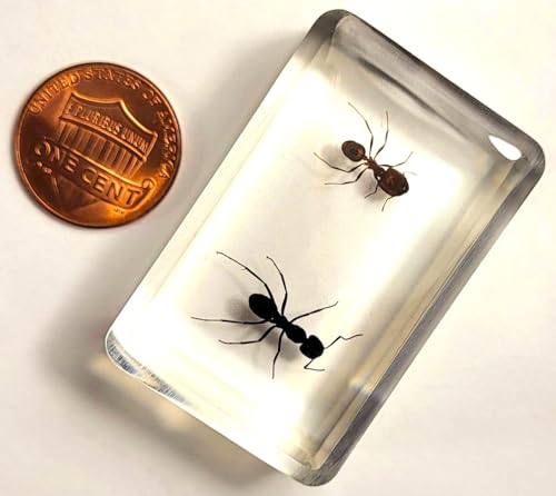 Image of 44mm Real Weaver Ant & Red Giant Ant Pair in Crystal Clear Lucite Resin Specimen Preserved Insect Taxidermy Crafts Collection for Biology Science Education Desk Ornament Display Supplies