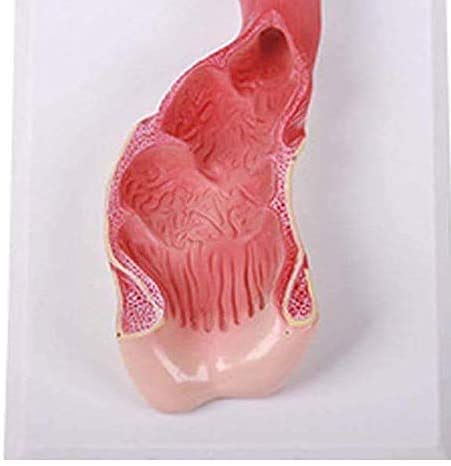 Modelo del Canal Anal y Recto - Médico Recto Modelo - El Modelo Educativo practicante del Canal Anal y Recto - el Apoyo a la formación médica, Equipos de Laboratorio