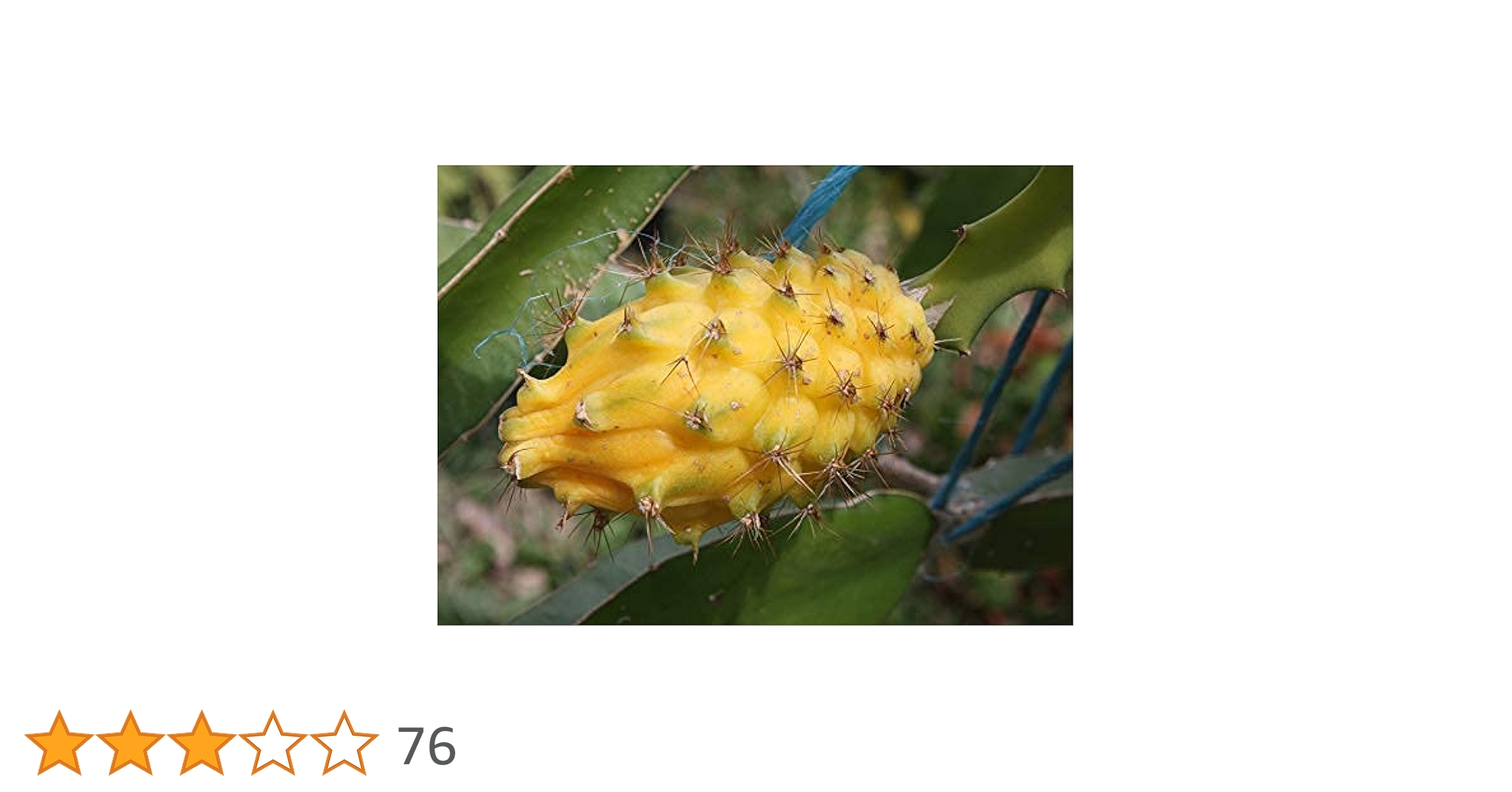 Yellow Dragon Fruit - Dragon Fruit Plant - Selenicereus