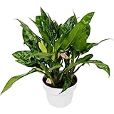 3 Pack Chinese Evergreen 'Maria' in 6in Pot - Live Tropical Houseplant - Easy to Grow | Air Purifying | Variegated | USA Growers | The Snobby Leaf