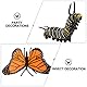 zalati Butterfly Growth Cycle Biologisches Modell Figur Spielzeug für Kinder Lernspielzeug Lehrmittel