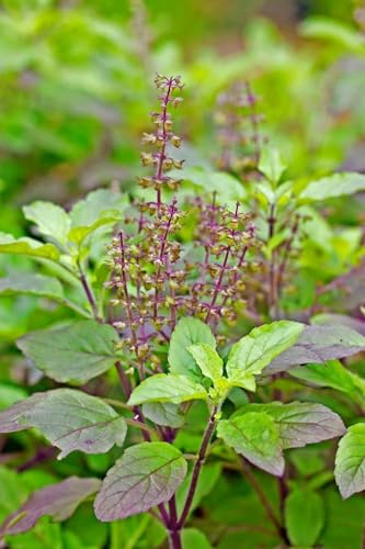 Image of Live Holy TULSI Plant, MEDICIAN Tulsi with Pot for Home Garden, Pooja AND OFFICE