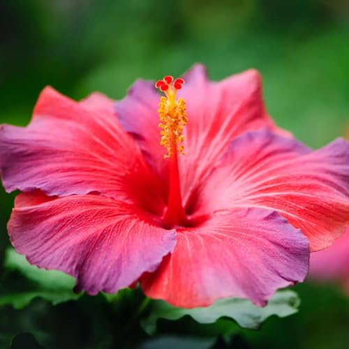 Bulbos de hibisco,Vaso per hibisco,Paisajismo,Excelentes ornamentales,Perennes,Elegante,Adecuado para plantar durante Todo el año,Bonito,embellecer interiores y patios.-4bulbos-D