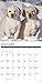 Just Yellow Labs 2020 Wall Calendar (Dog Breed Calendar)