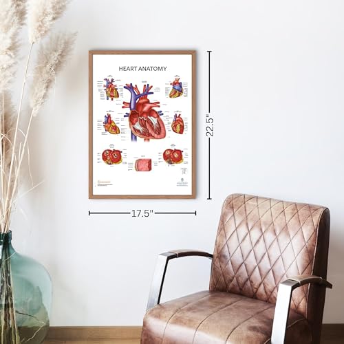 Image of Anatomy Lab Human Heart Poster, LAMINATED, 17.3 x 22.5 Inches | Anatomy and Physiology for Walls