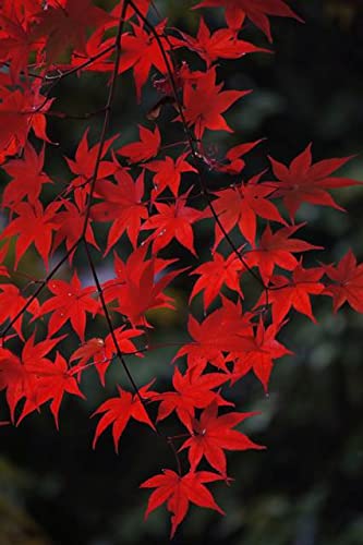 【限定秋のポストカード】京都の紅葉風景ハガキはがき絵葉書