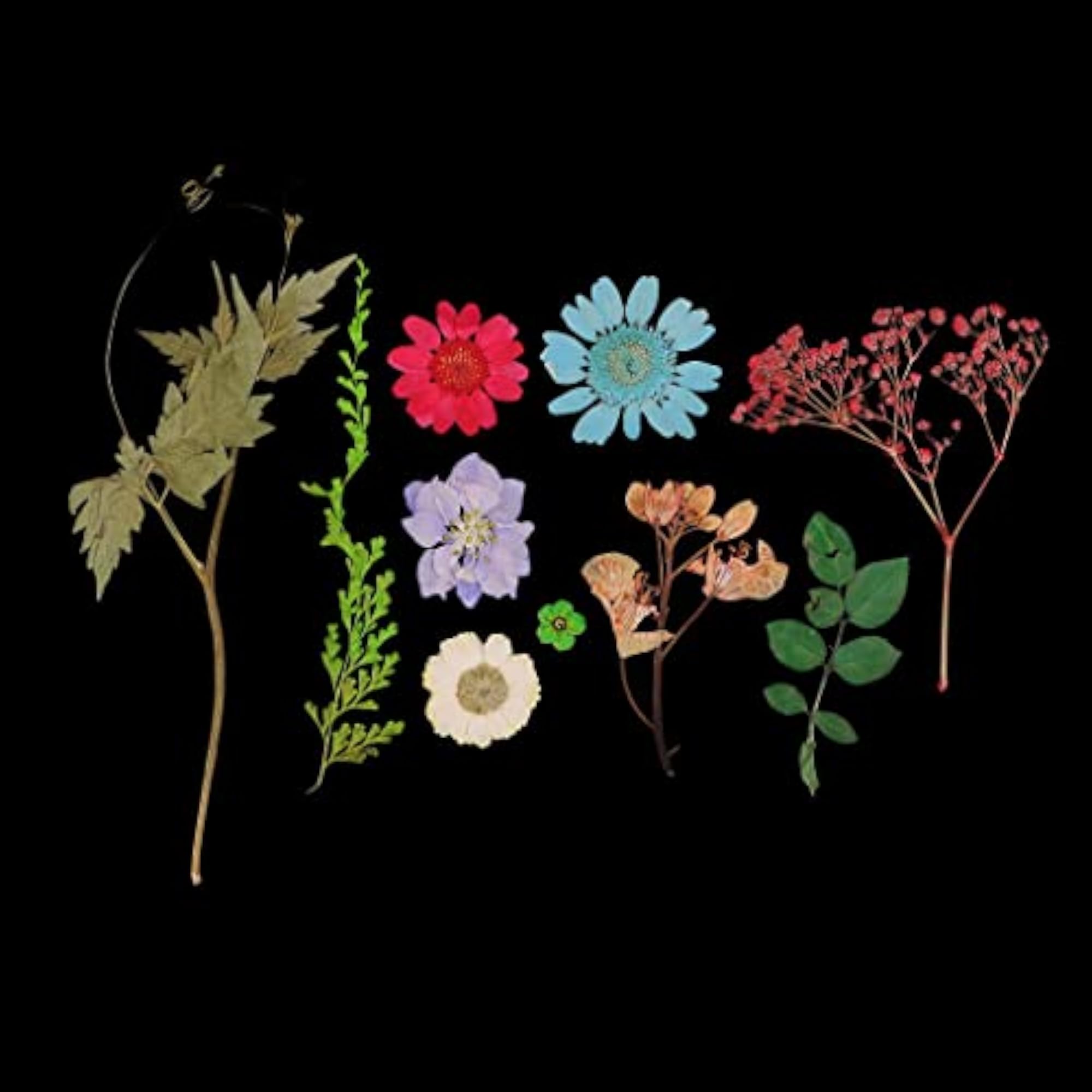 Natural Pressed Dried Flowers Leaves Art Craft Set